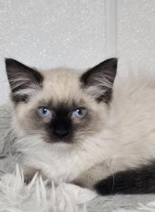 Ragdoll Girl Seal Point mitted - Ragdoll Kitten For Sale - Westfield&comma; MA&comma; US