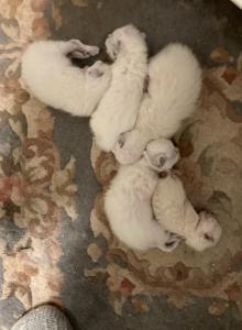 Siamese Kittens - Siamese Kitten For Sale - Raleigh, NC, US Siamese Kittens - Siamese Kitten For Sale - Raleigh, NC, US