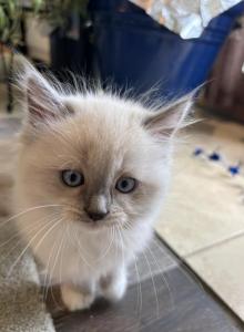 Summer Ragdoll Kittens Litter Ad - Ragdoll Kitten For Sale - Front Royal&comma; VA&comma; US