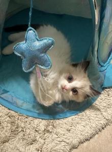 Bicolor seal point female ragdoll 4 weeks old - Ragdoll Kitten For Sale - Beavercreek, OH, US Bicolor seal point female ragdoll 4 weeks old - Ragdoll Kitten For Sale - Beavercreek, OH, US