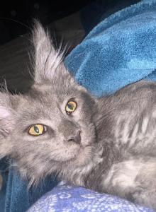 Fraidies - Maine Coon Kitten For Sale - Adams Run, SC, US Fraidies - Maine Coon Kitten For Sale - Adams Run, SC, US
