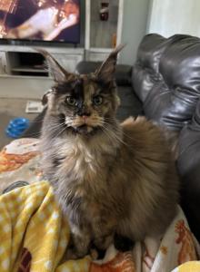 Ophelia Tortiose Shell - Maine Coon Kitten For Sale - Roseboro, NC, US Ophelia Tortiose Shell - Maine Coon Kitten For Sale - Roseboro, NC, US
