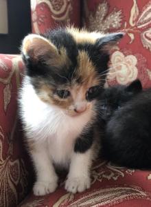Calico - Domestic Kitten For Sale - Huntly, VA, US Calico - Domestic Kitten For Sale - Huntly, VA, US