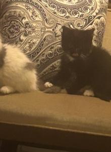 Tuxedo & Stuffed Toy - Domestic Kitten For Adoption - Chattanooga, TN, US Tuxedo & Stuffed Toy - Domestic Kitten For Adoption - Chattanooga, TN, US