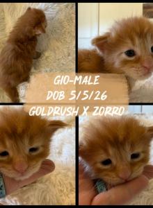 Giovanni - Maine Coon Kitten For Sale - Redding, CA, US Giovanni - Maine Coon Kitten For Sale - Redding, CA, US