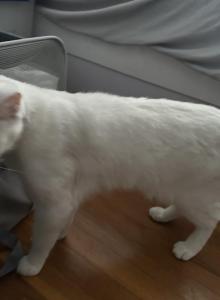 Snow - Domestic Cat For Adoption - Maywood, NJ, US Snow - Domestic Cat For Adoption - Maywood, NJ, US