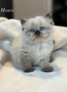 Moses Spring Litter G - Himalayan Kitten For Sale - Tampa, FL, US Moses Spring Litter G - Himalayan Kitten For Sale - Tampa, FL, US