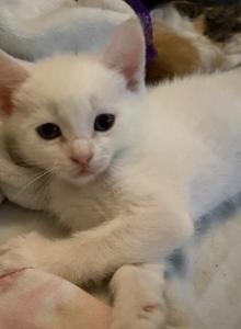 Luna - Siamese Kitten For Sale - Long Beach, CA, US Luna - Siamese Kitten For Sale - Long Beach, CA, US