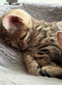 Bengal kittens - Bengal Kitten For Sale - New Lebanon, OH, US Bengal kittens - Bengal Kitten For Sale - New Lebanon, OH, US