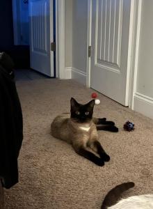 Chai - Siamese Cat For Adoption - Bloomingdale&comma; GA&comma; US