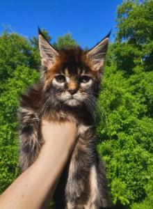 Marigold - Maine Coon Kitten For Sale - Rainier, OR, US Marigold - Maine Coon Kitten For Sale - Rainier, OR, US
