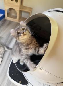 Blue Silver Tabby Male - Highlander Kitten For Sale - Bristol&comma; NH&comma; US