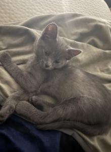 Loki - Russian Blue Kitten For Adoption - Pink Hill&comma; NC&comma; US