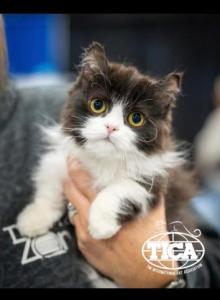 Hemi litter - Minuet Cat For Sale - New Hartford&comma; CT&comma; US