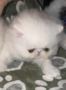 CH RW PkCatilac Prriscilla of Elvis KItkat - Persian Kitten For Sale - Peoria&comma; AZ&comma; US