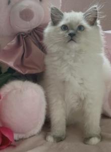 Lemon - Ragdoll Kitten For Sale - Mt Morris&comma; IL&comma; US