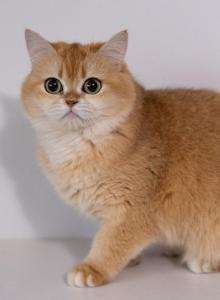 British Shorthair  Renesme - British Shorthair Cat For Sale - Louisville&comma; KY&comma; US