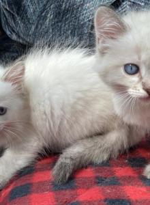 Purebred Siamese female kitten Lilac Point - Siamese Kitten For Adoption - NJ, US Purebred Siamese female kitten Lilac Point - Siamese Kitten For Adoption - NJ, US