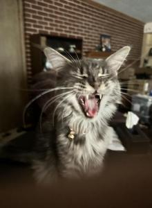 Jameson and Bailey - Domestic Cat For Sale - Waterford&comma; WI&comma; US