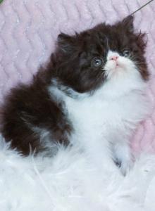 Show Quality Black and White Bi Color male - Persian Kitten For Sale - CA&comma; US