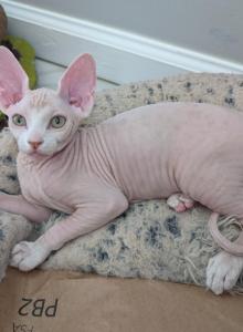 Kristina APPLEra - Sphynx Kitten For Sale - Aberdeen, MD, US Kristina APPLEra - Sphynx Kitten For Sale - Aberdeen, MD, US