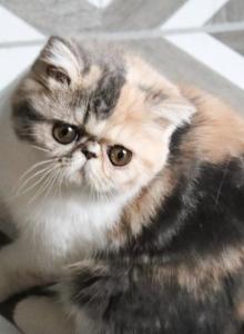 Claire ON HOLD - Exotic Kitten For Sale - Boiling Springs&comma; PA&comma; US