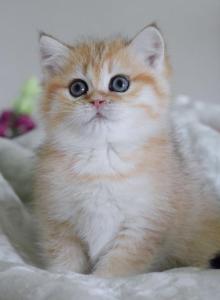 Kayla HappyBRI - British Shorthair Kitten For Sale - FL&comma; US