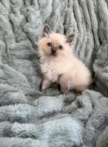 Blue point male - Ragdoll Kitten For Sale - Butler&comma; PA&comma; US