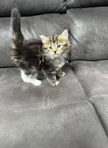 Skye - Siberian Kitten For Sale - Lynnfield&comma; MA&comma; US