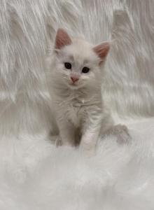 Axl - Maine Coon Kitten For Sale - Warsaw&comma; MO&comma; US