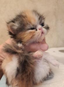 MADELYNN - Persian Kitten For Sale - Sumner&comma; WA&comma; US