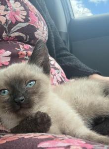 Missy - Siamese Kitten For Sale - West Covina&comma; CA&comma; US