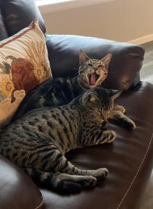 Calvin & Hobbes They come as a pair - Domestic Cat For Adoption - Fort Lee&comma; VA&comma; US