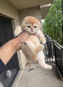 Mimi - Scottish Fold Kitten For Sale - Falls Church&comma; VA&comma; US