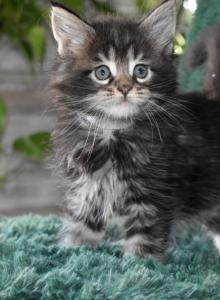 Maine Coon kittens TICA Registered - Maine Coon Kitten For Sale - Manchester, NH, US Maine Coon kittens TICA Registered - Maine Coon Kitten For Sale - Manchester, NH, US