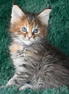 Maine Coon kittens TICA Registered - Maine Coon Kitten For Sale - Manchester, NH, US Maine Coon kittens TICA Registered - Maine Coon Kitten For Sale - Manchester, NH, US