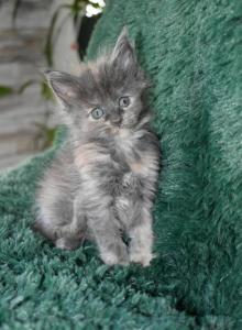 Maine Coon kittens  TICA Registered - Maine Coon Kitten For Sale - Manchester&comma; NH&comma; US
