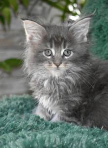 Maine Coons Ready Now TICA Registered - Maine Coon Kitten For Adoption - Manchester, NH, US Maine Coons Ready Now TICA Registered - Maine Coon Kitten For Adoption - Manchester, NH, US