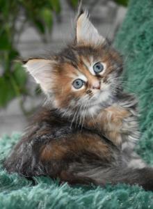 Maine Coons Ready Now TICA Registered - Maine Coon Kitten For Adoption - Manchester&comma; NH&comma; US