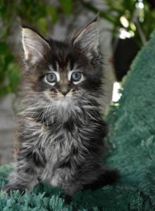 Maine Coons Ready Now TICA Registered - Maine Coon Kitten For Adoption - Manchester, NH, US Maine Coons Ready Now TICA Registered - Maine Coon Kitten For Adoption - Manchester, NH, US