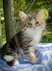Opal C litter Clarence - Siberian Kitten For Sale - North East&comma; PA&comma; US