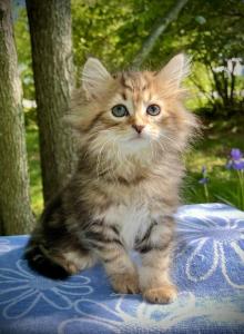 Opal C litter  Clyde - Siberian Kitten For Sale - Conyngham&comma; PA&comma; US