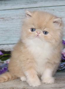 Baloo - Persian Kitten For Sale - Bend&comma; OR&comma; US