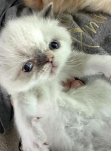 Pointed girl - Himalayan Kitten For Sale - Altamonte Springs, FL, US Pointed girl - Himalayan Kitten For Sale - Altamonte Springs, FL, US