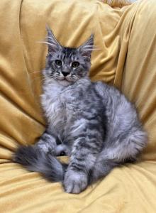 Boy V98 - Maine Coon Kitten For Sale - Millingport, NC, US Boy V98 - Maine Coon Kitten For Sale - Millingport, NC, US