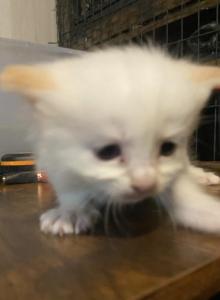 Purebred Siamese female kitten Flame Point - Siamese Kitten For Adoption - NJ&comma; US