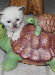 Draco - Snowshoe Kitten For Sale - Anza&comma; CA&comma; US