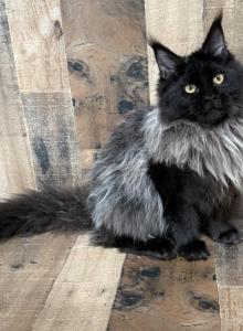 Maine Coon Kittens - Maine Coon Kitten For Sale - Newport, ME, US Maine Coon Kittens - Maine Coon Kitten For Sale - Newport, ME, US