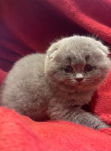 Nency - British Shorthair Kitten For Sale - Clackamas, OR, US Nency - British Shorthair Kitten For Sale - Clackamas, OR, US