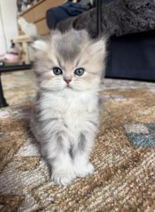 JERRY - Persian Kitten For Sale - Manhattan, NY, US JERRY - Persian Kitten For Sale - Manhattan, NY, US